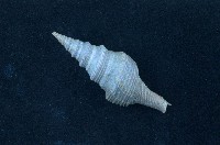 藏品(臺灣捲管螺)的圖片